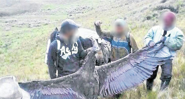 fiscalia investiga muerte condor hembra