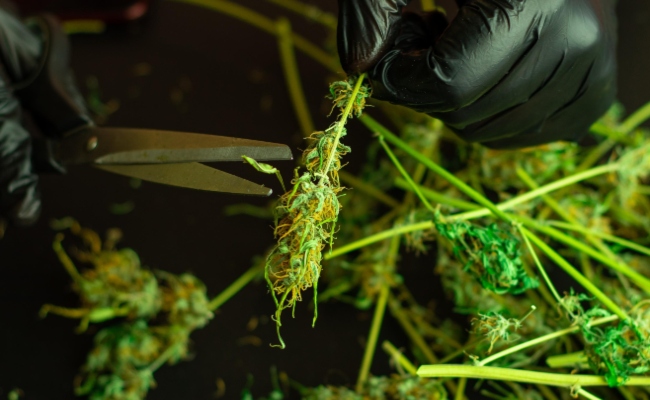 Imagen de boletín: Sentenciado por tráfico de drogas en alta escala