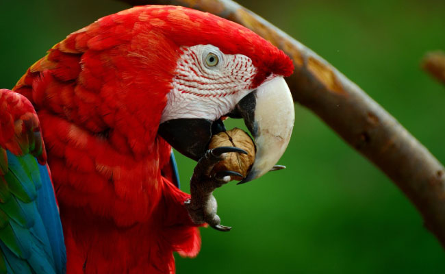 Imagen de boletín: Sentencia condenatoria por delito contra la flora y fauna silvestres