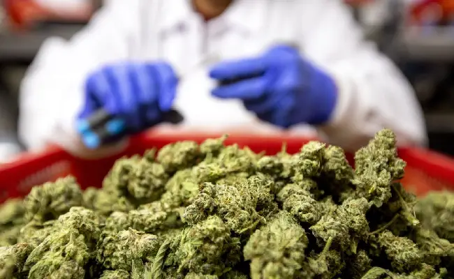 Imagen de boletín: Sentenciado a 19 años por tráfico de marihuana